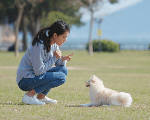Dog Trainers in Folkestone